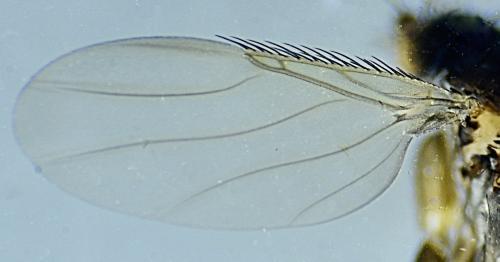 Megaselia sp.